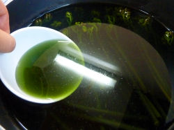 わらび 緑色のゆで汁