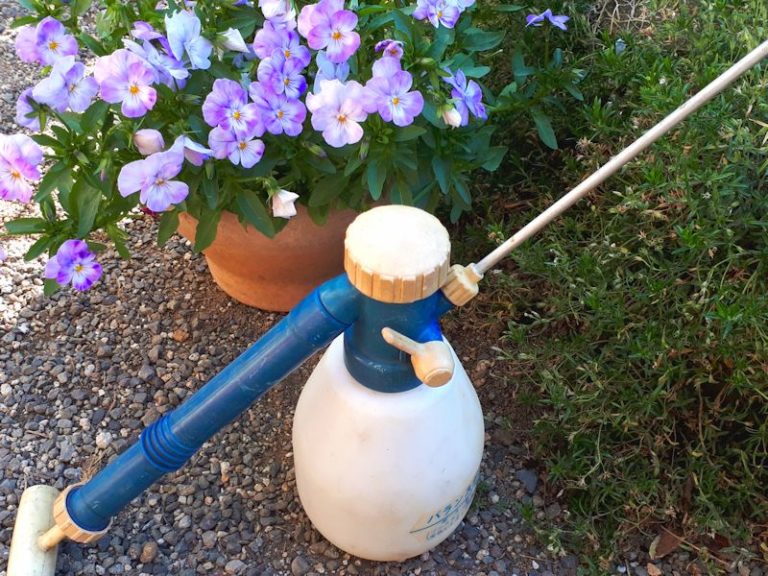 ぶどうの病気1「黒とう病」シャインマスカットの 新芽や葉が枯れた! 家庭栽培用農薬と消毒方法 ワンダフルライフ