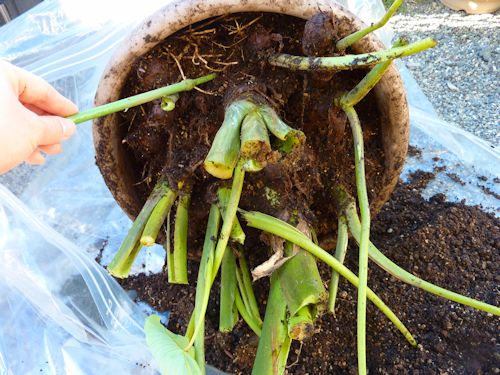 植え 方 の 里芋 里芋栽培「種イモの選び方・芽出し・植え付け方法」家庭菜園初心者でも解り易く解説