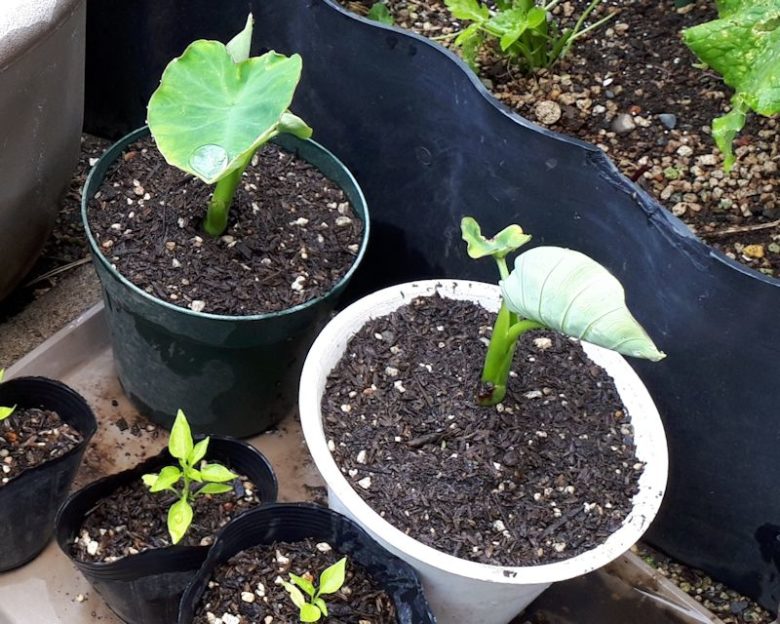 小さいプランターに植えた里芋の苗２つ