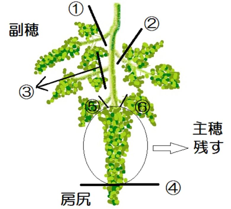 ぶどうの摘果１ 花穂整形の時期と方法 どうやって間引くの 房づくりの方法を図解 写真で解説 ワンダフルライフ