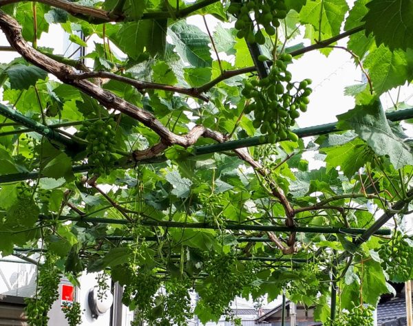 家庭菜園シャインマスカット ジベレリン処理と液剤の作り方 フルメットの混ぜ方 ワンダフルライフ