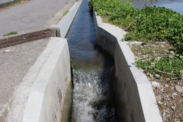 里芋栽培 種イモの選び方 芽出し 植え付け方法 家庭菜園初心者でも解り易く解説 魔法の便利帳