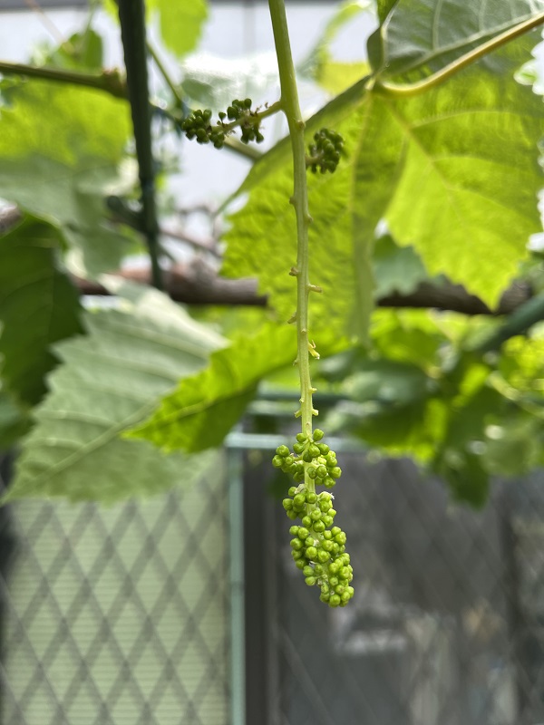 ぶどうの摘果１ シャインマスカットの花穂整形(房づくり)の時期と方法 図解・写真で解説 | 魔法の便利帳