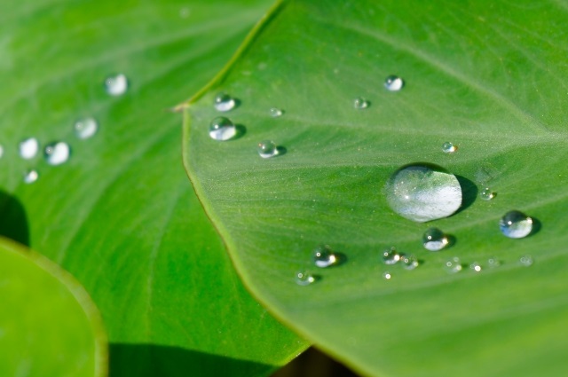 里芋栽培 種イモの選び方 芽出し 植え付け方法 家庭菜園初心者でも解り易く解説 ワンダフルライフ
