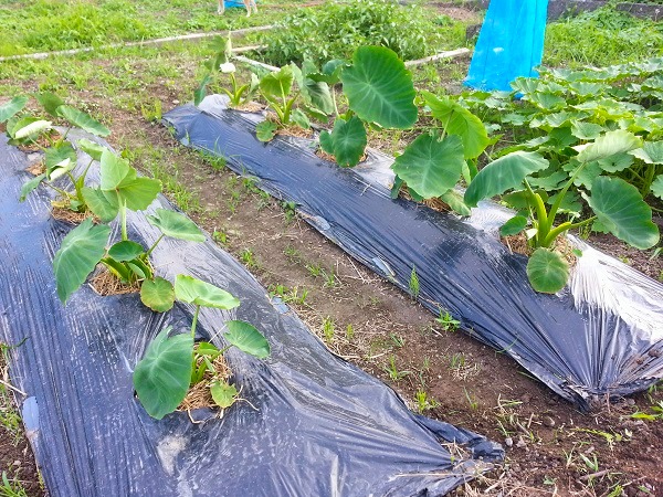里芋栽培 種イモの選び方 芽出し 植え付け方法 家庭菜園初心者でも解り易く解説 ワンダフルライフ