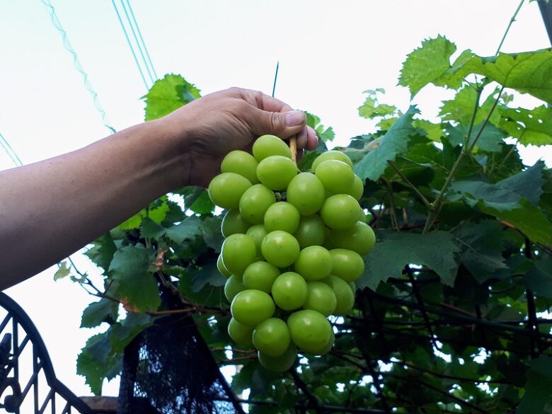 ぶどうの摘果２ シャインマスカット摘粒方法 粒抜き 間引きのコツ を図と写真で解説 ワンダフルライフ
