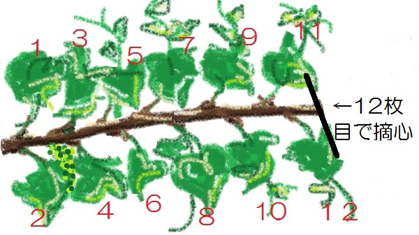 ぶどうの剪定方法 シャインマスカット1 2 3年目ごとに図で解説 剪定時期 芽かき 摘心 誘引など ワンダフルライフ