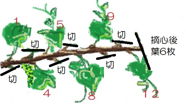 ぶどうの剪定方法 剪定時期 芽かき 摘心 誘引など1 2 3年目ごとに図で解説 ワンダフルライフ