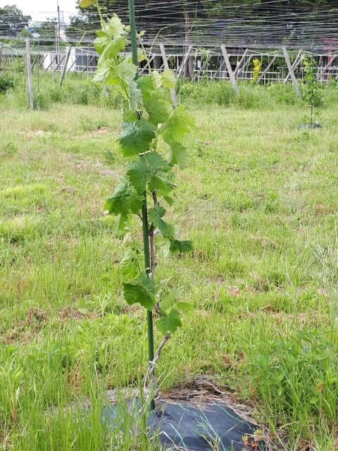 畑にぽつんと植えられた背丈1mほどのシャインマスカット1年目の苗