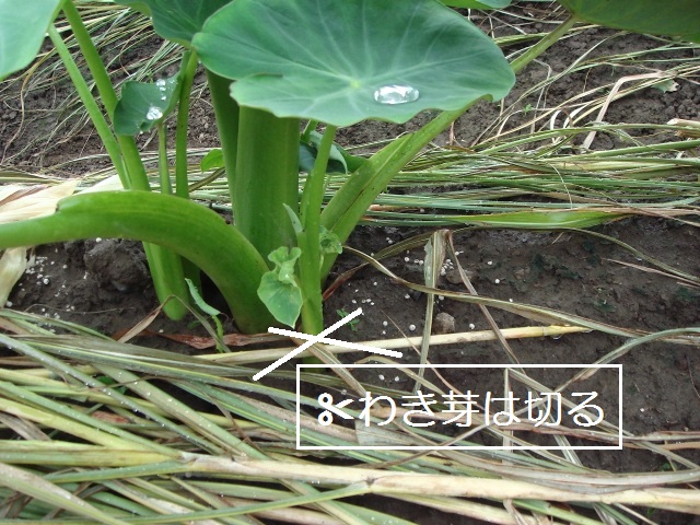 里芋栽培 種イモの選び方 芽出し 植え付け方法 家庭菜園初心者でも解り易く解説 ワンダフルライフ