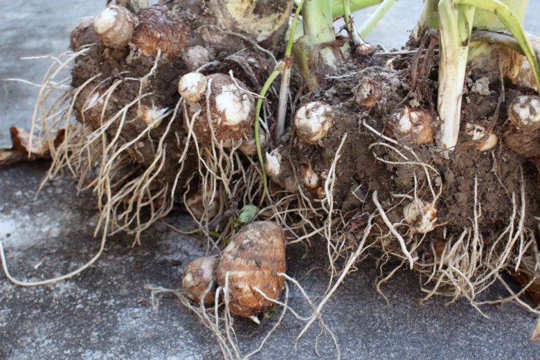 里芋の収穫時期と種イモ保存方法