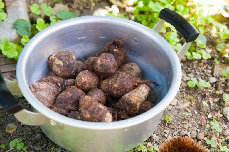 収穫後の里芋 水洗いしてもいいの 農家直伝の美味しい保存方法 ワンダフルライフ