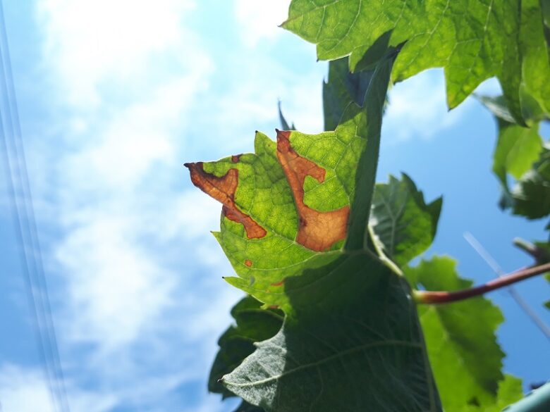 ぶどうの葉の病気 葉が枯れる ぶつぶつするのは ハダニ の仕業だった ワンダフルライフ