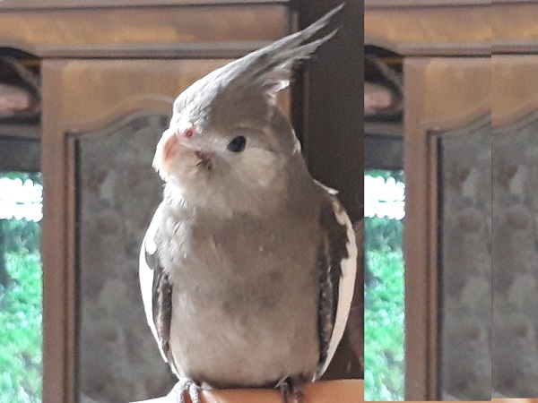 中古やdiyよりお得 オカメインコ 鳥かごアクリルケース 保温 防音のレビュー口コミ ワンダフルライフ 中古やdiyよりお得 オカメインコ 鳥かごアクリルケース 保温 防音のレビュー口コミ ワンダフルライフ
