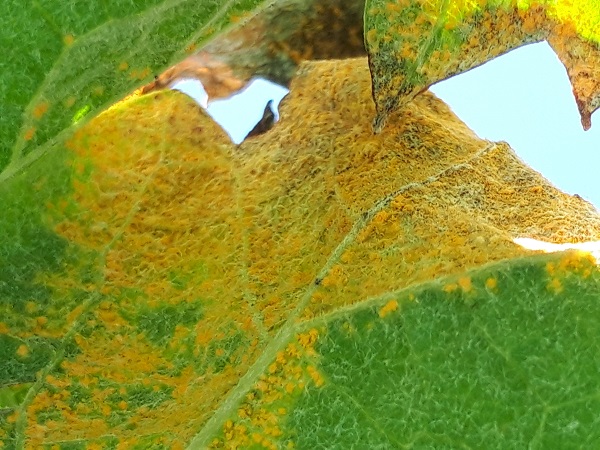 まとめ ぶどうの病気５ さび病 の薬剤と防除法 シャインマスカットの葉に黄色い粉 ワンダフルライフ
