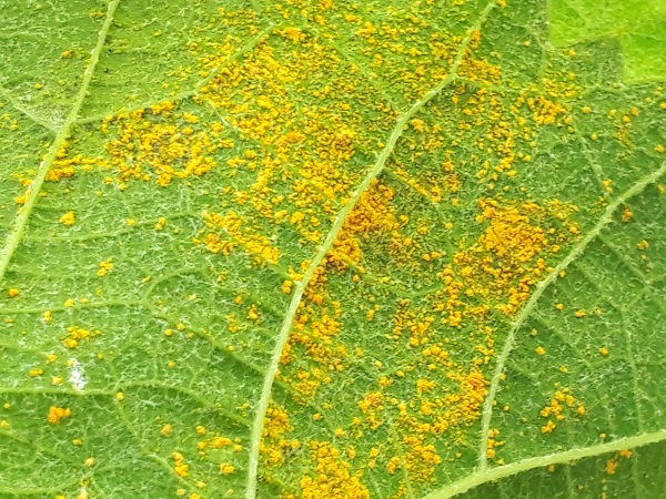 まとめ ぶどうの病気５ さび病 の薬剤と防除法 シャインマスカットの葉に黄色い粉 ワンダフルライフ