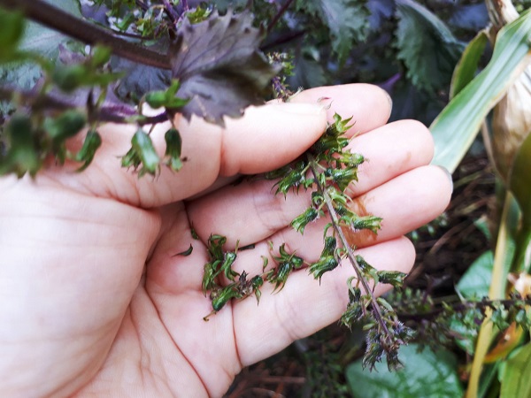 赤紫蘇の実でもok 紫蘇の実の塩漬けレシピ あく抜き 保存法 ワンダフルライフ