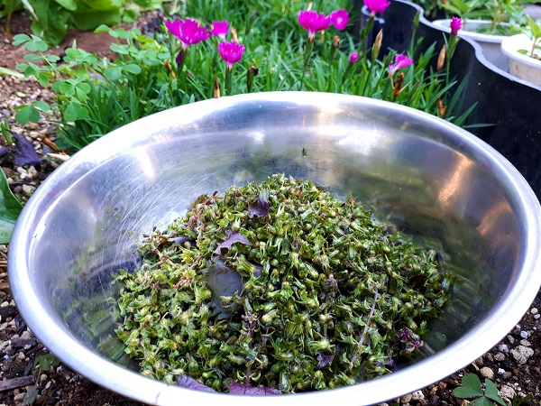 穂紫蘇の収穫