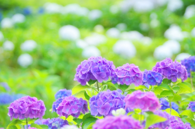 6月のあじさい