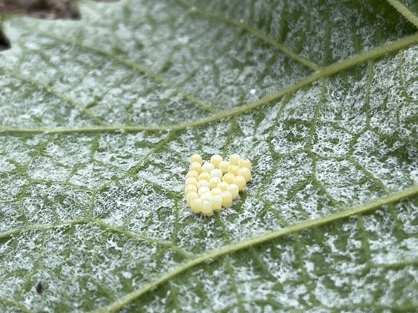 シャインマスカットの害虫３ クサギカメムシ 幼虫はテントウムシ似ている ワンダフルライフ