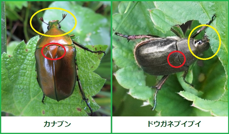 シャインマスカットの害虫４ ドウガネブイブイ コガネムシに葉が食べられた 魔法の便利帳