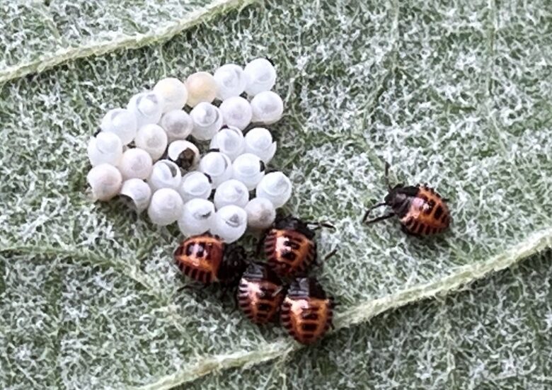 シャインマスカットの害虫３ クサギカメムシ 幼虫はテントウムシ似ている ワンダフルライフ