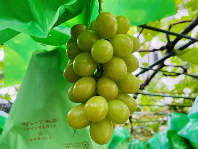 シャインマスカットの実に茶色いしみ 房全体