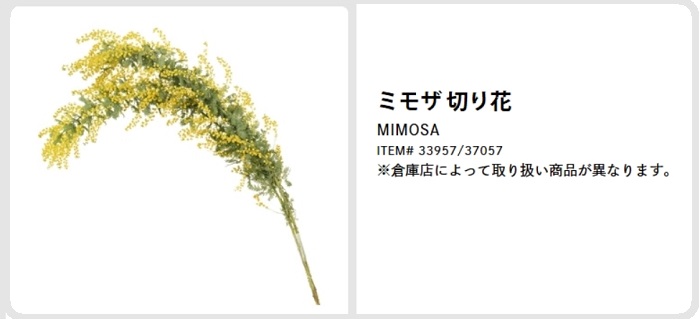 コストコ-ミモザの花束.