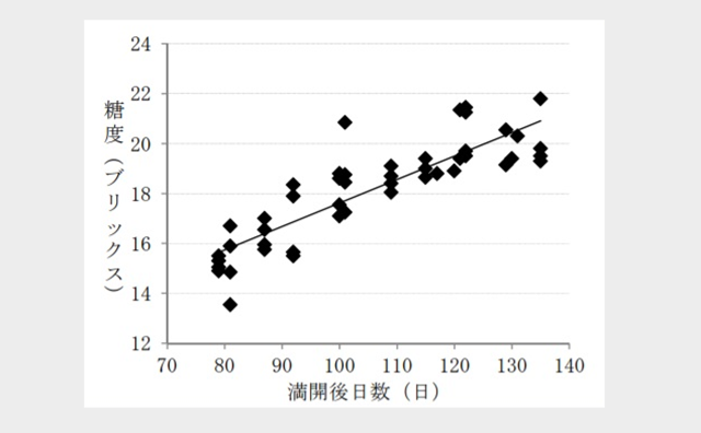 シャインマスカット開花後日数と糖度のグラフ 糖度18度以上になるのは開花後90～100日以降とわかる 茨木健農業総合センターが研究