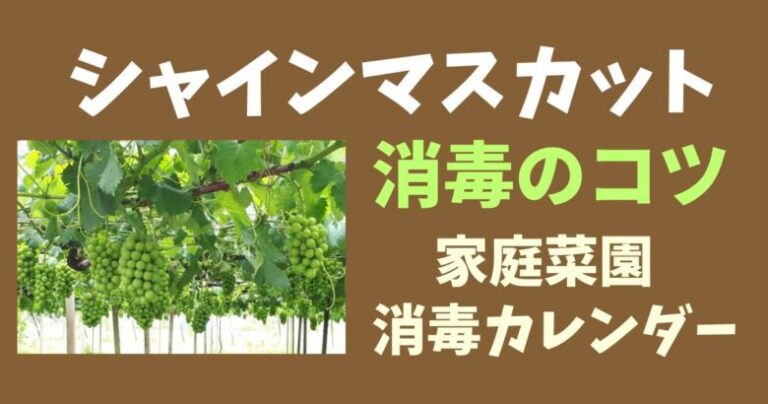 シャインマスカット栽培★消毒のコツと年間消毒カレンダー(家庭菜園用) | 魔法の便利帳