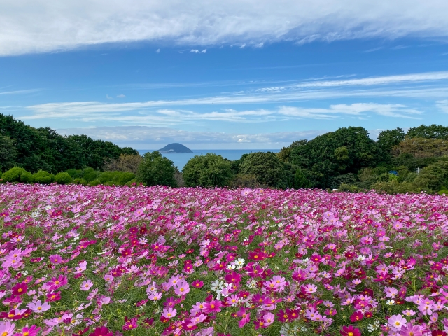 10月のコスモス