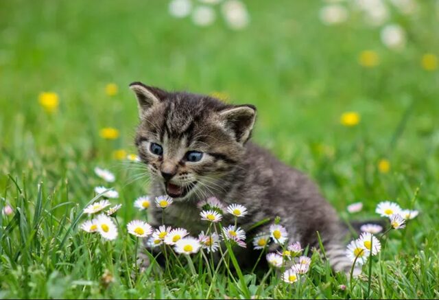 芝生に寝そべり、白い花にじゃれる子猫