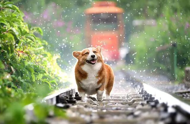 雨に濡れて気持ちよさそうに目を閉じる犬
