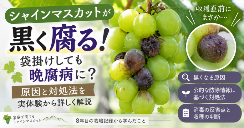 シャインマスカットが黒く腐る！袋掛けしても晩腐病に？原因と対処法