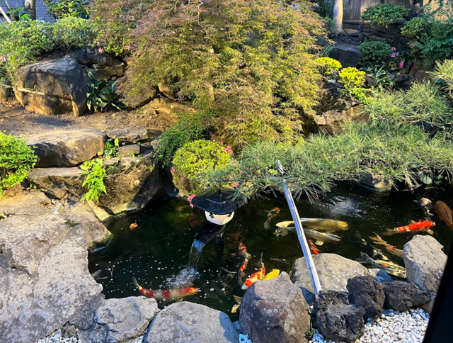 石水庭 横内の中庭にある池をゆったり泳ぐ錦鯉